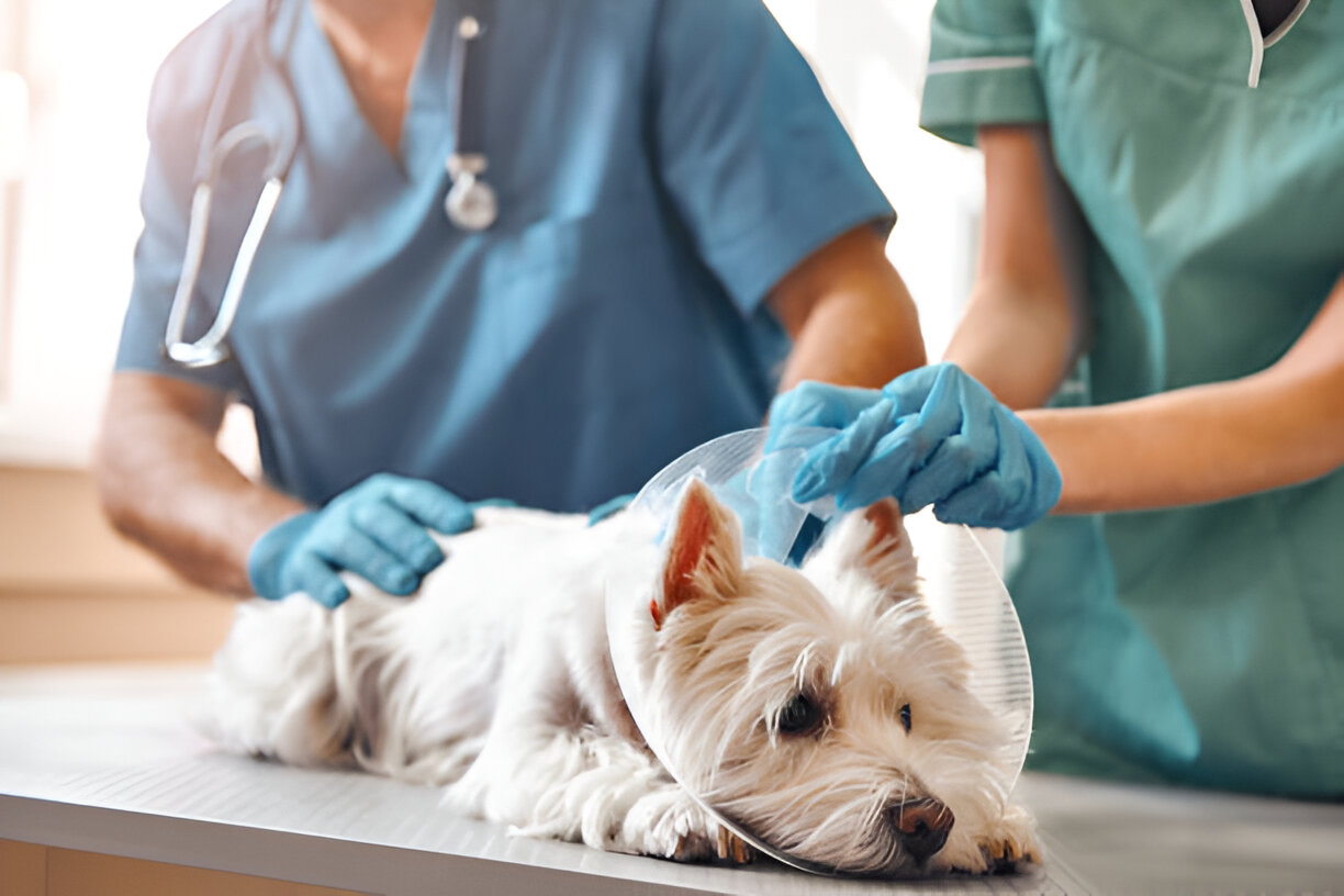 Warning Signs Indicating Your Furry Friend Needs Emergency Veterinary Care