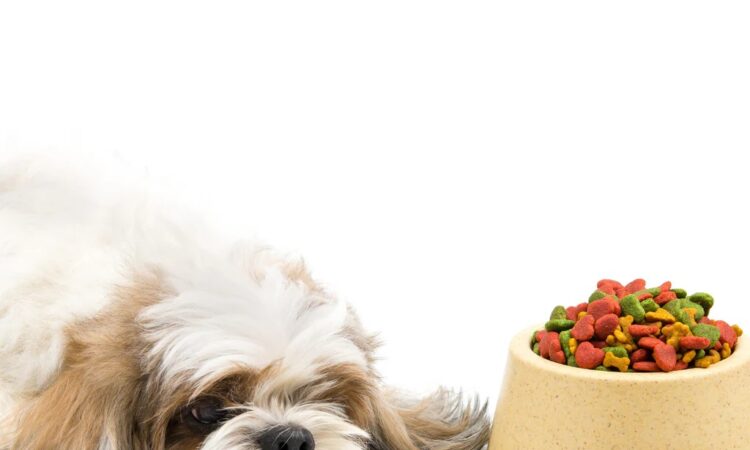 Doggy Dinner Disaster: Symptoms of Switching Food Too Abruptly